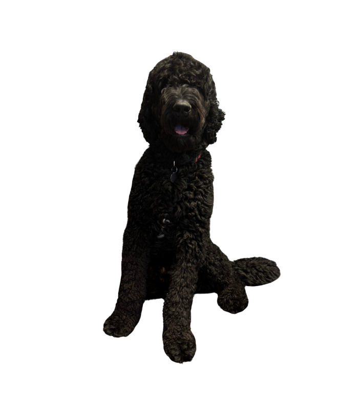 Mascot, Keyboard + Piano Player, Certified Fluff Ambassador Coal